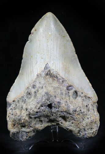 Bargain Megalodon Tooth - North Carolina #23013